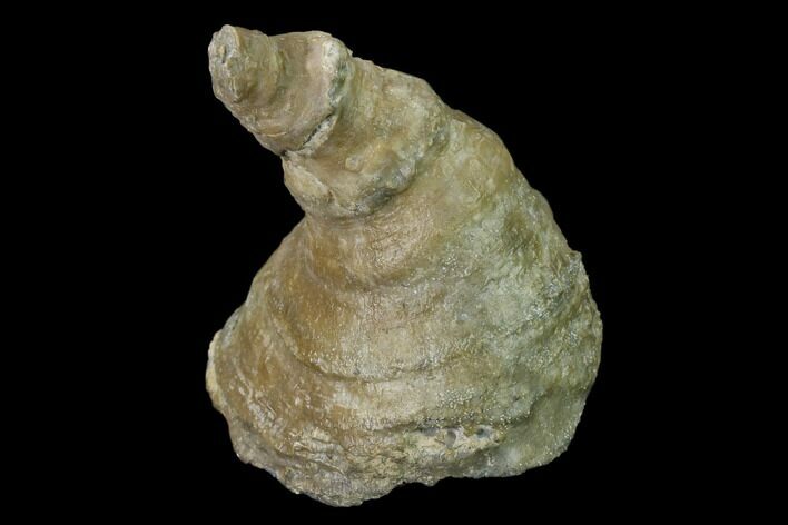 Fossil Devonian Coral (Zaphrentis) - Iowa #135624